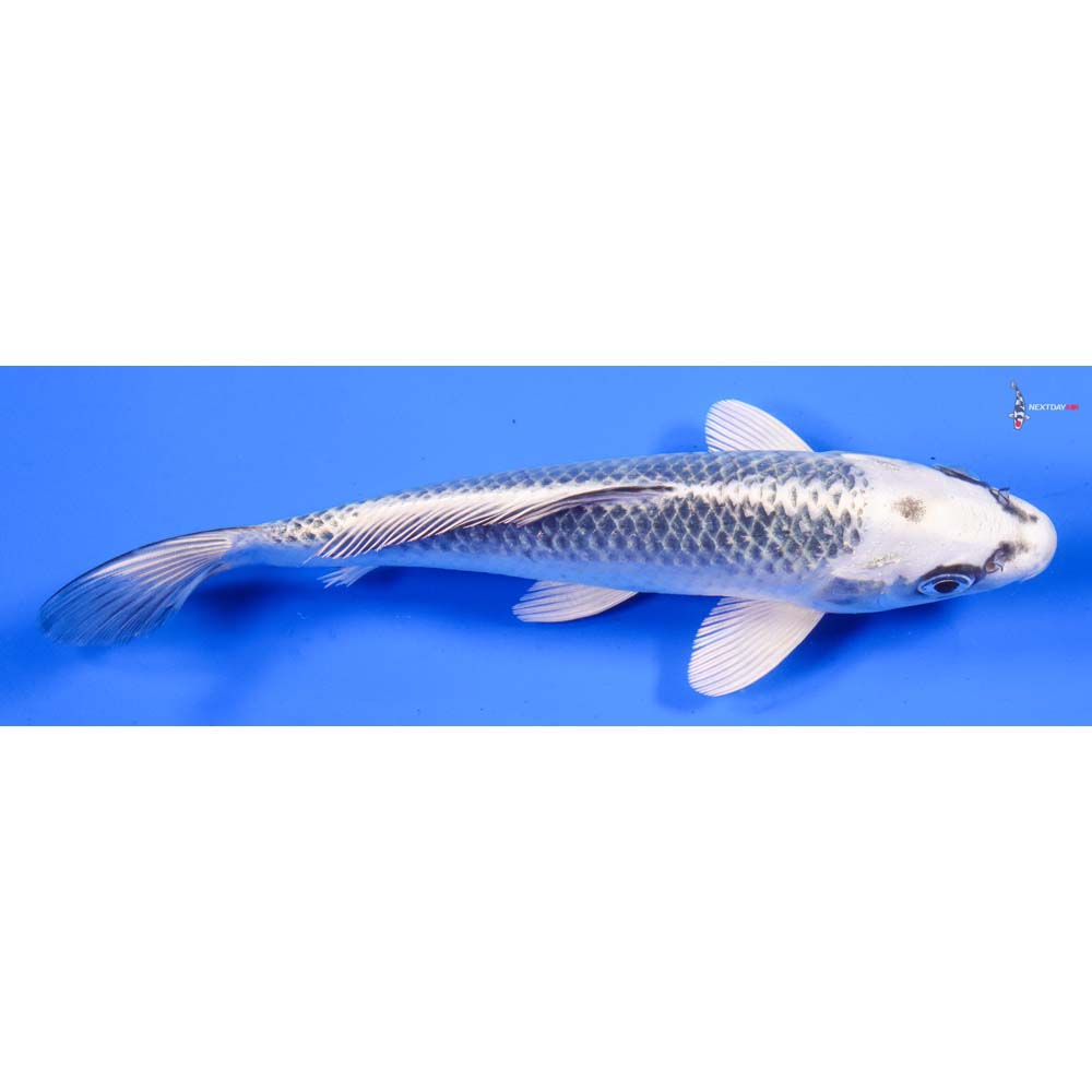 7.5” Imported Gin Matsuba