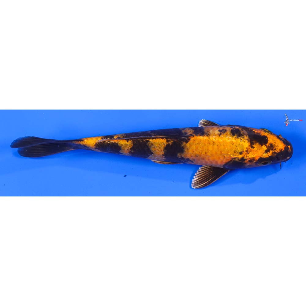 7” Imported Kin Hi Utsuri