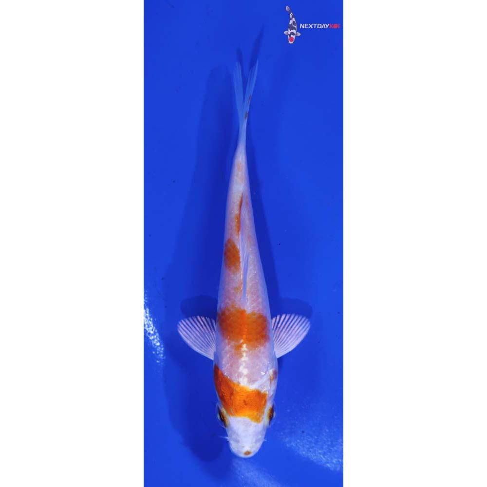 3.5” Imported Hariwake