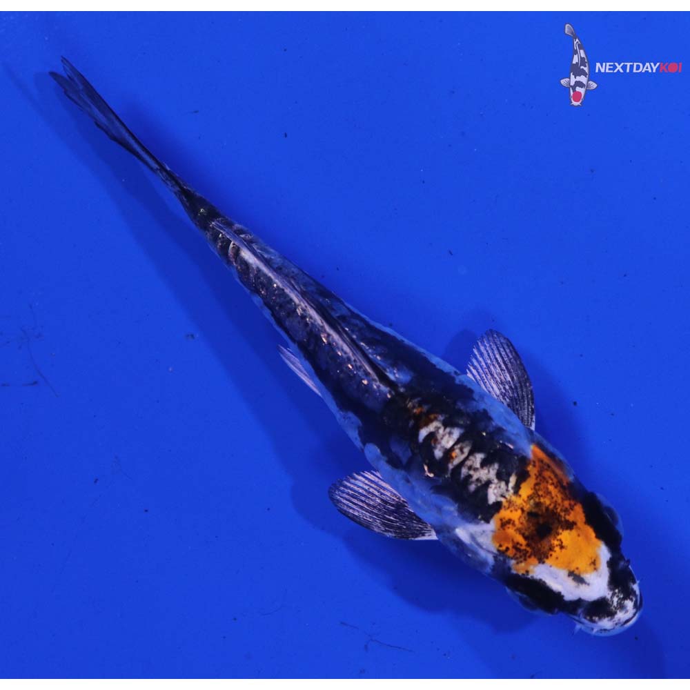 3.5” Imported Kin Kikokuryu