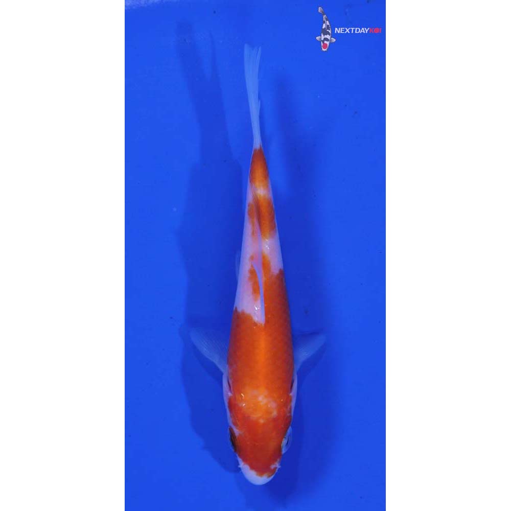 4” Imported Kohaku