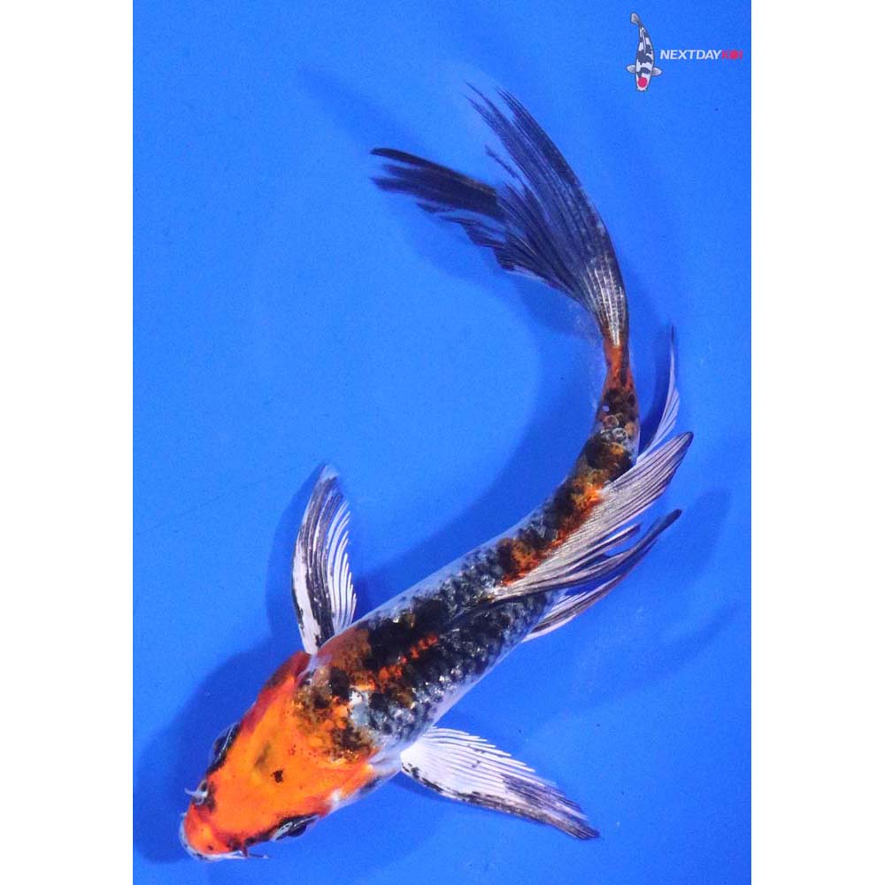 4.5” Imported Kujaku Butterfly Koi