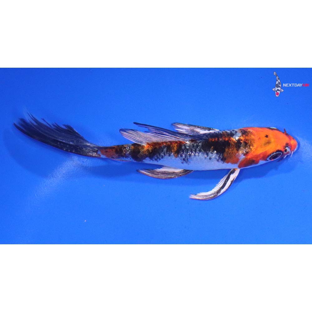 4.5” Imported Kujaku Butterfly Koi