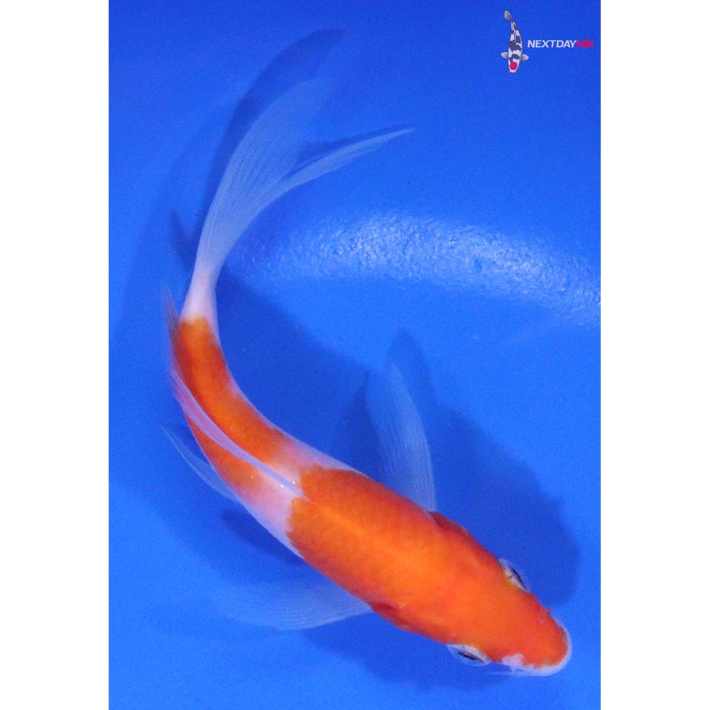 4.5” Imported Kohaku Butterfly Koi