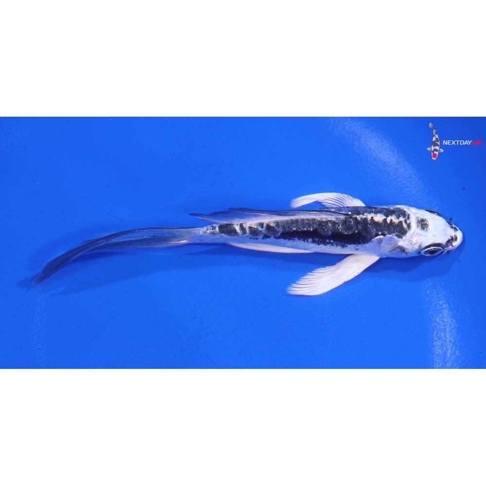 5” Imported Kikokuryu Butterfly Koi
