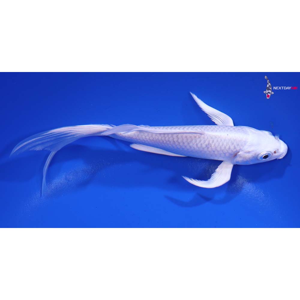 5.5” Imported Platinum Ogon Butterfly Koi