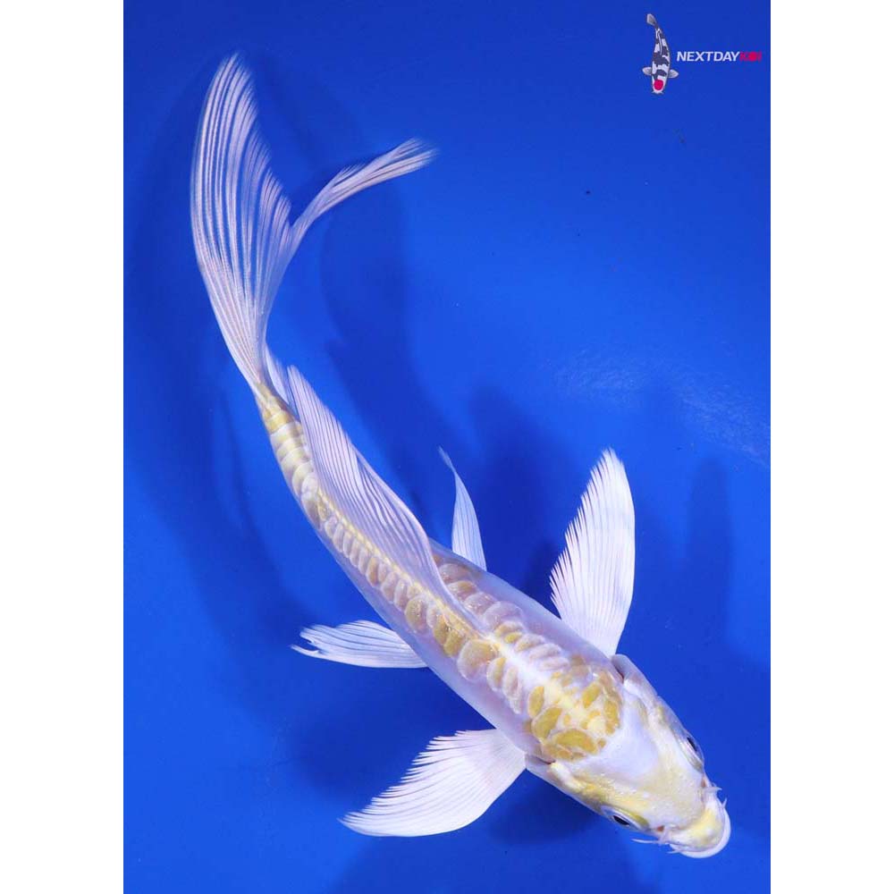 5.5” Imported Doitsu Lemon Hariwake Butterfly Koi