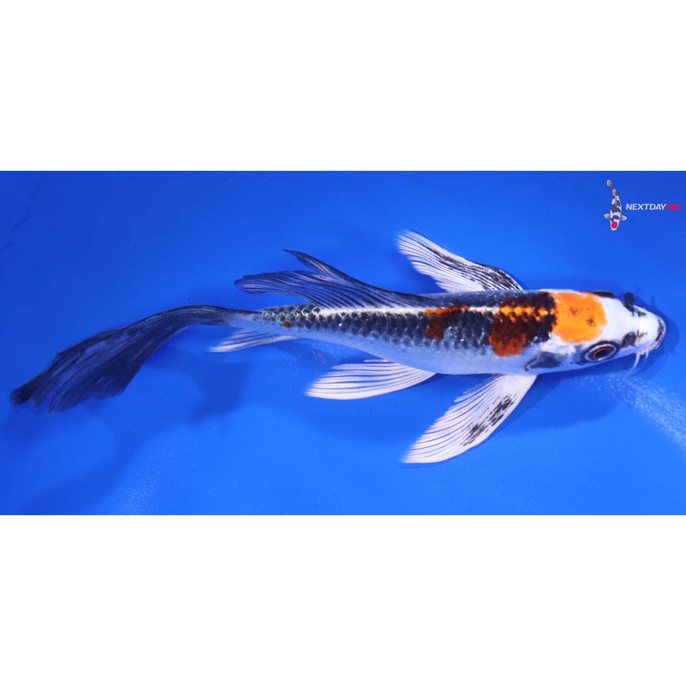 6” Imported Kujaku Butterfly Koi