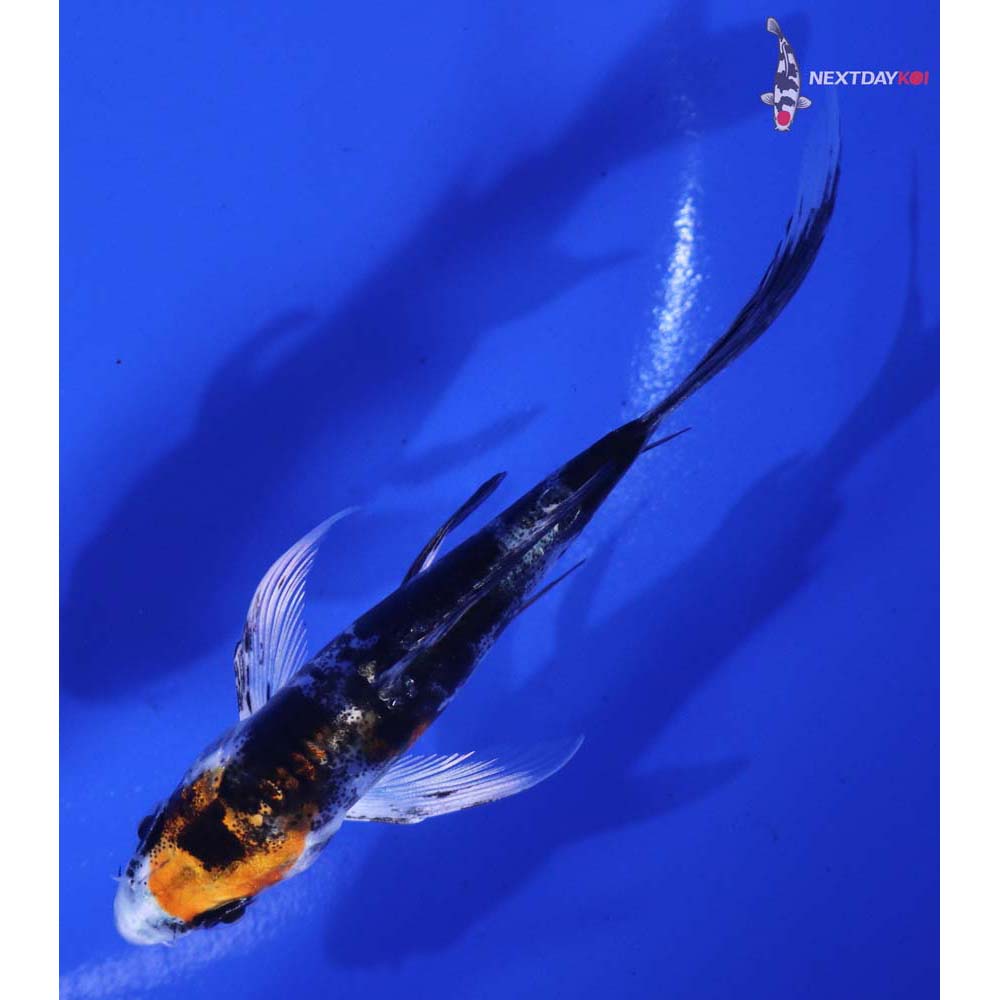 4” Imported Heisei Nishiki Butterfly Koi