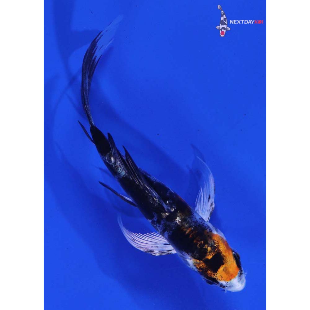 nishi Amazon.com : Nisaku NJP801 Yamagatana S Hori Weeding