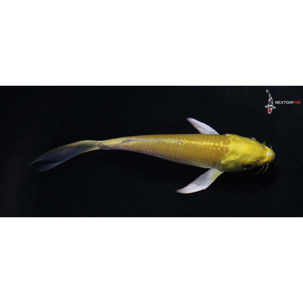4” Imported Yamabuki Ogon Butterfly Koi