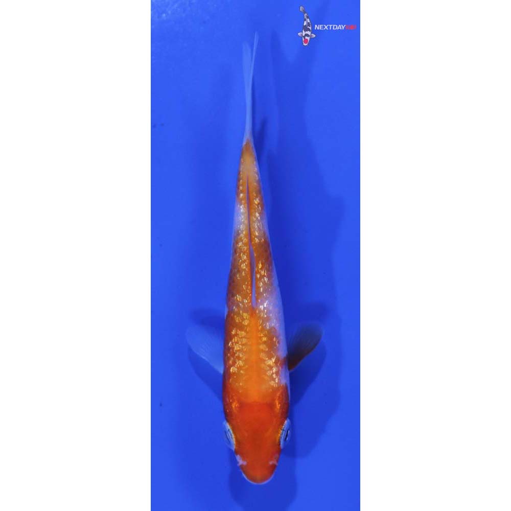 3” Imported Gin Rin Kohaku