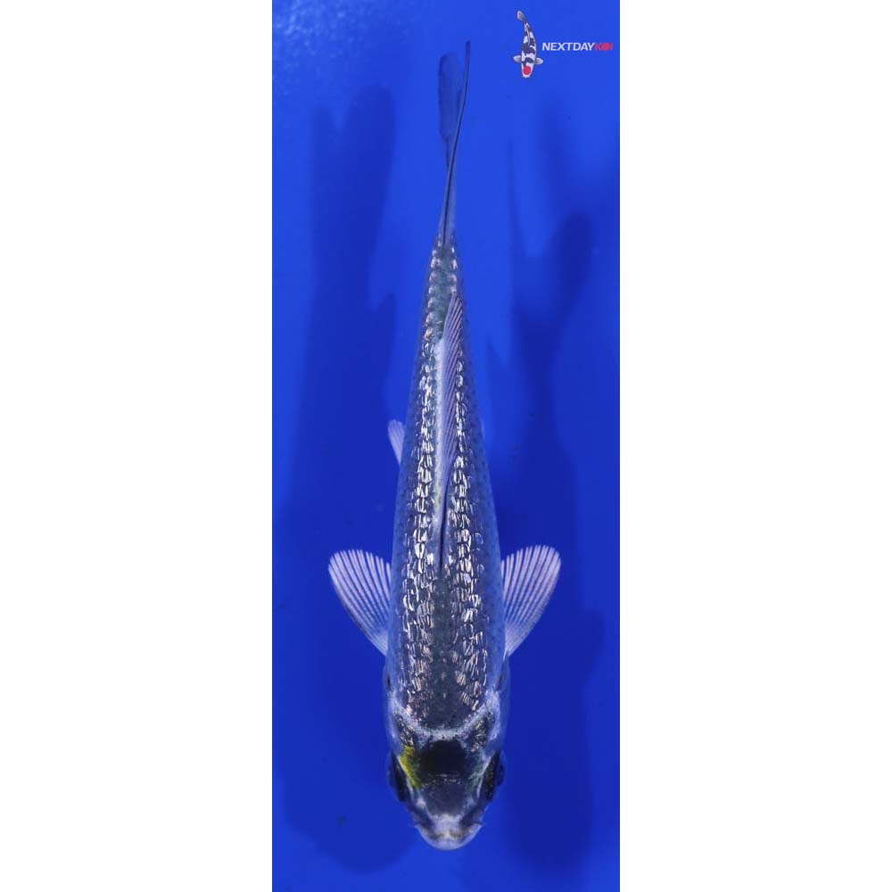 3.5” Imported Kujaku