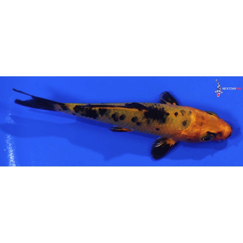 3.5” Imported Doitsu Kohaku