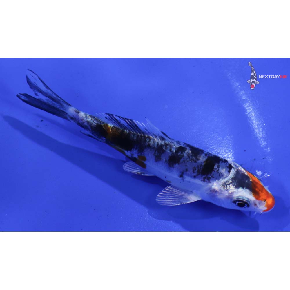 3.5” Imported Heisei Nishiki