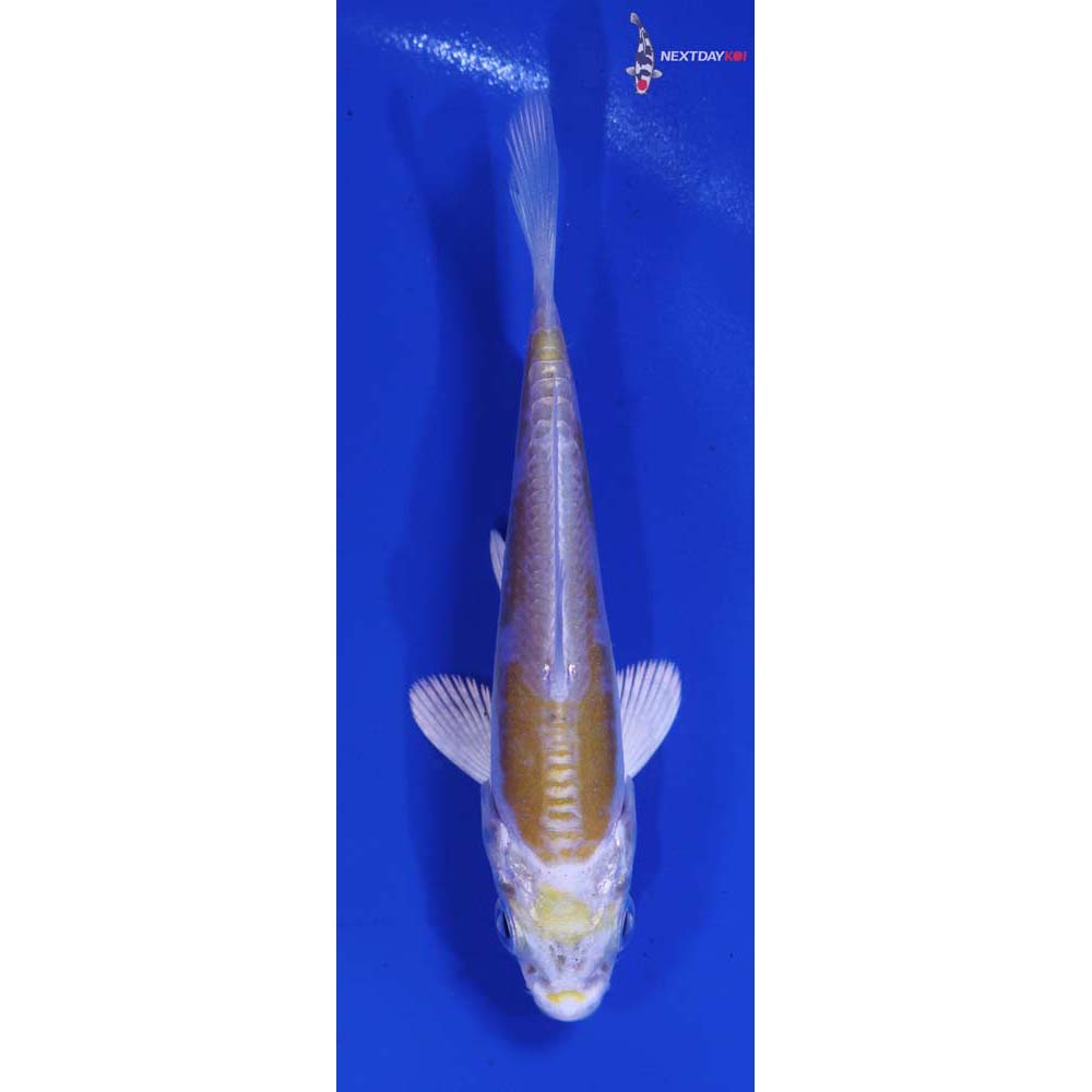 3.5” Imported Doitsu Lemon Hariwake