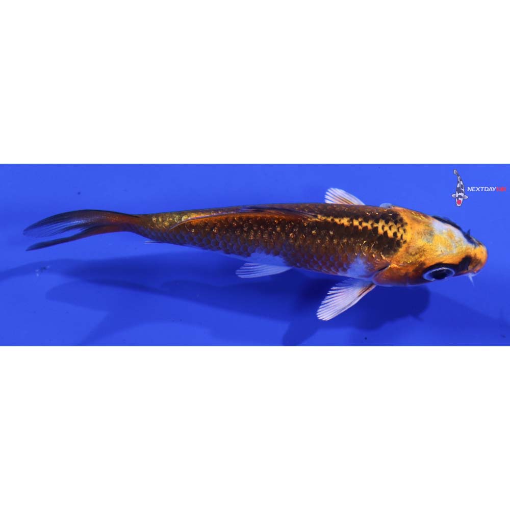 3” Imported Kujaku