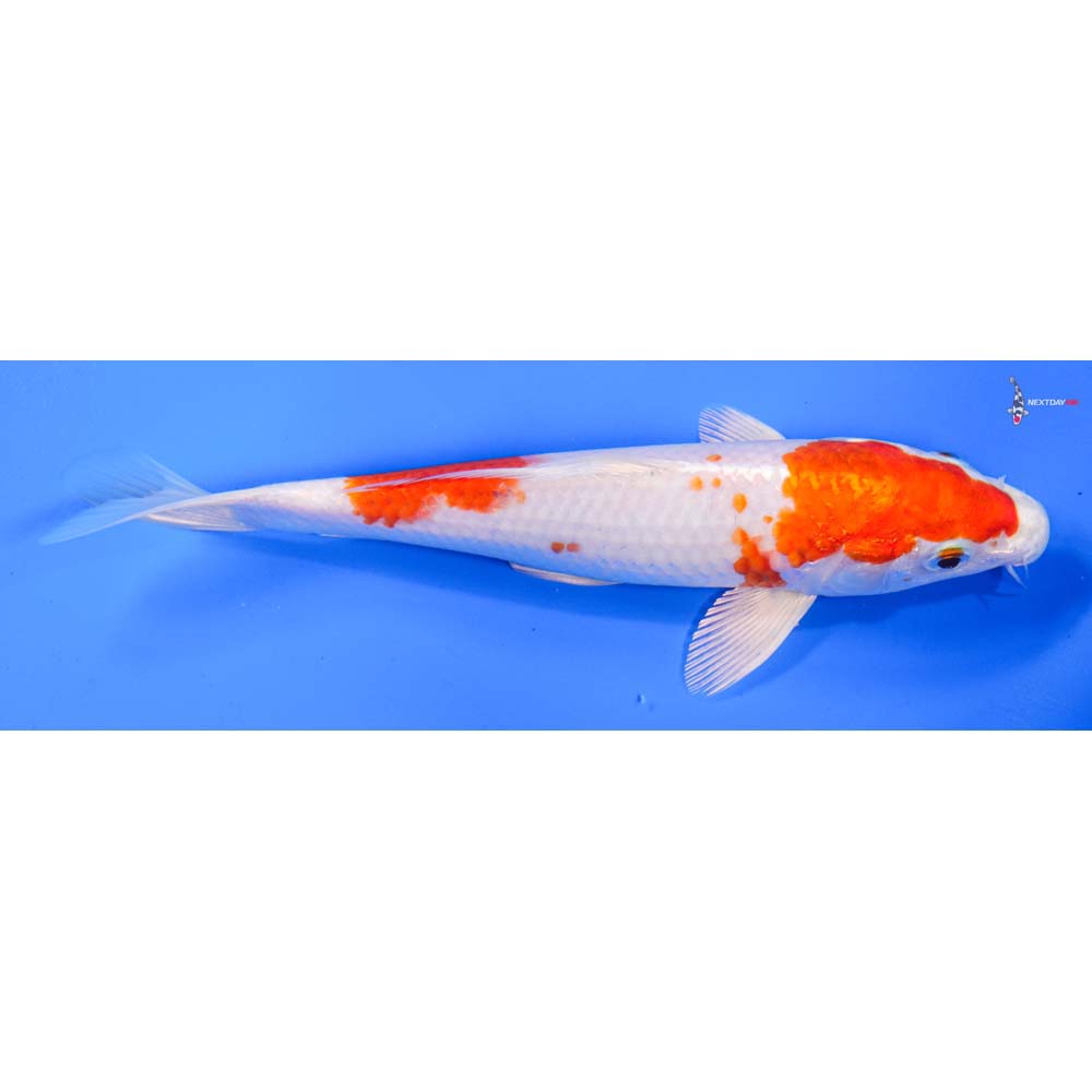8” Imported Hariwake