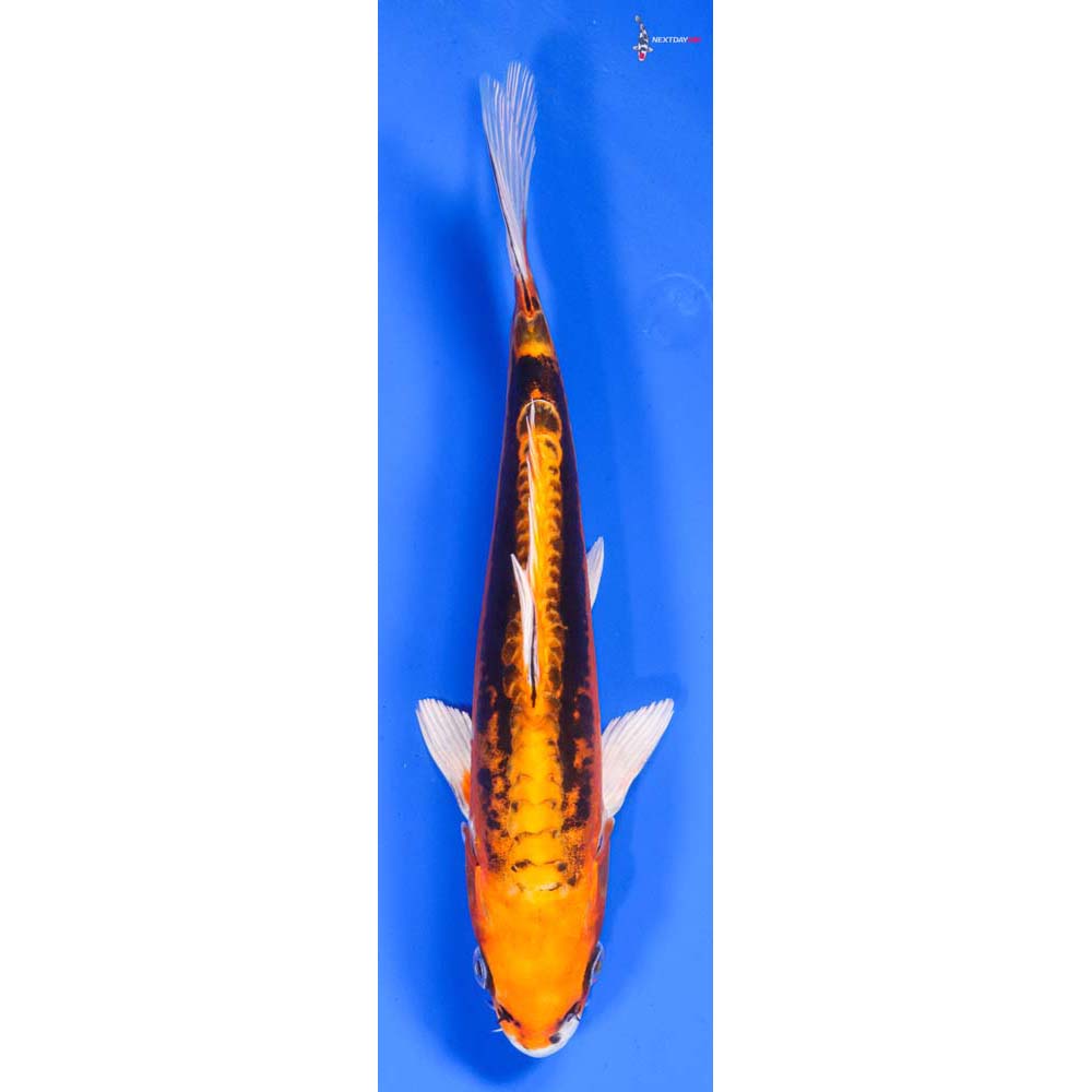9” Imported Kin Kikokuryu