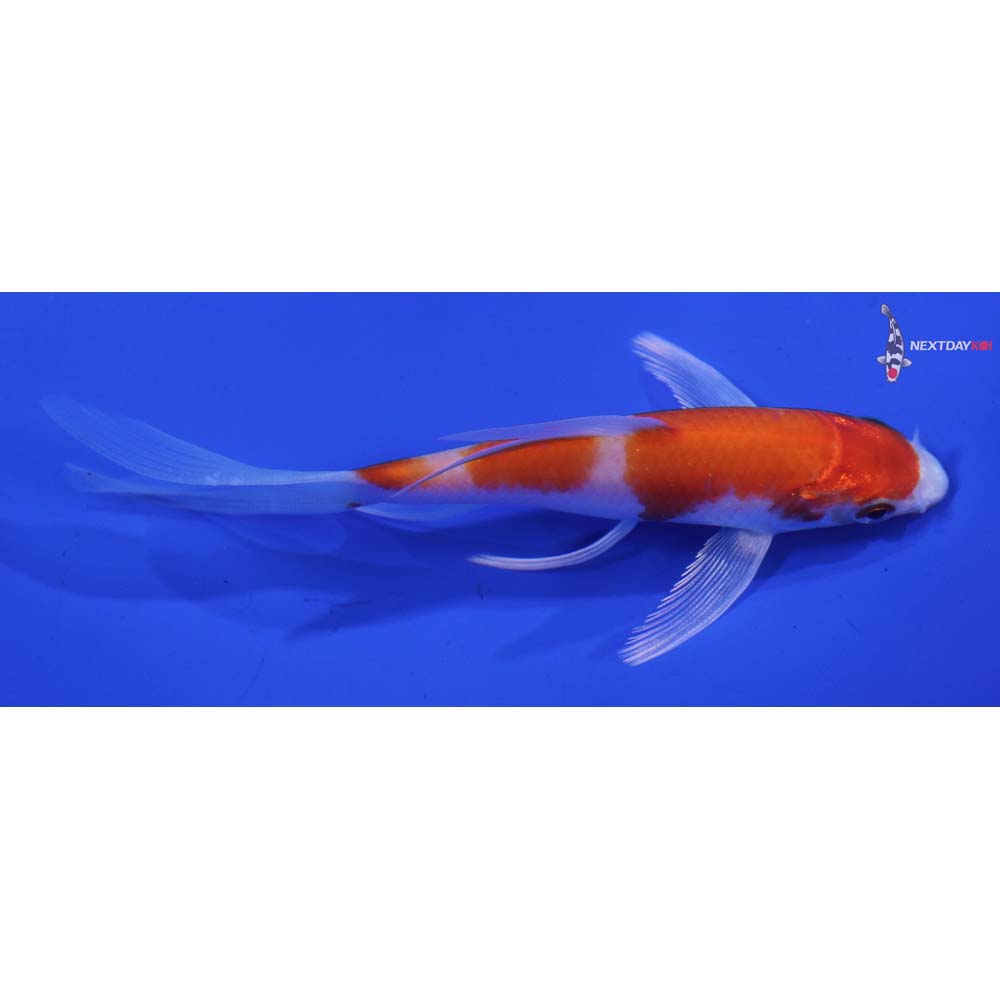 4.5” Imported Hariwake Butterfly Koi