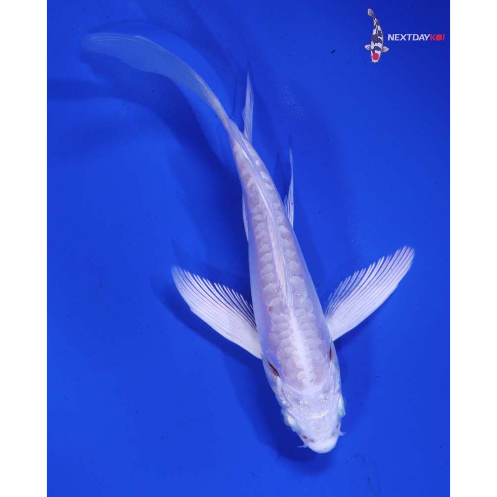 4.5” Imported Doitsu Platinum Ogon Butterfly Koi