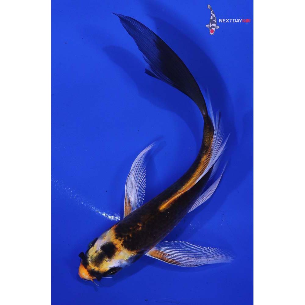 5” Imported Kujaku Butterfly Koi