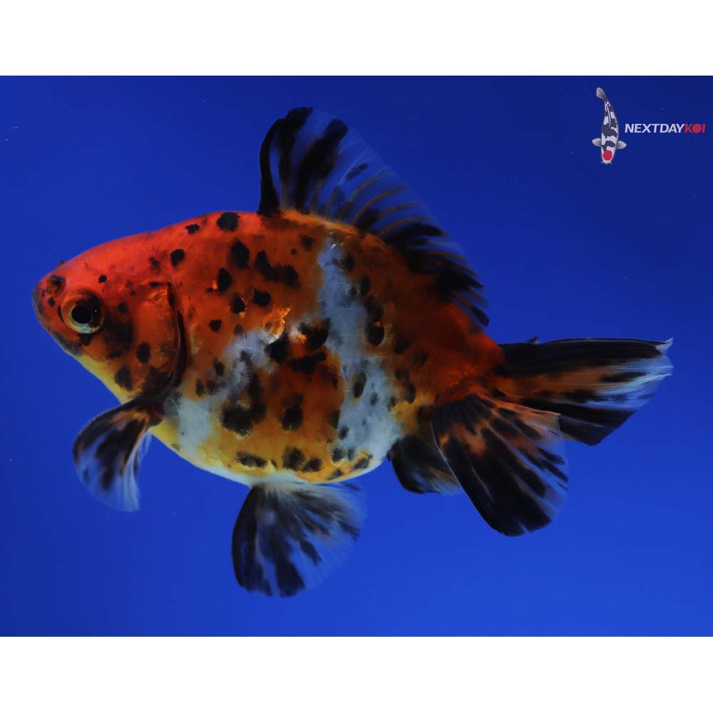 4.5” Imported Male Calico Ryukin