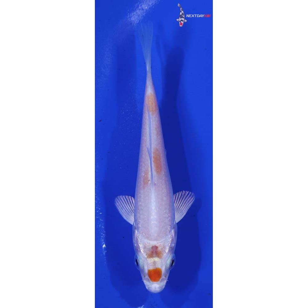 3.5” Imported Hariwake