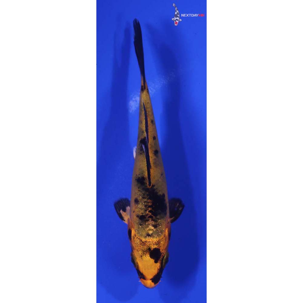 3.5” Imported Kin Hi Utsuri