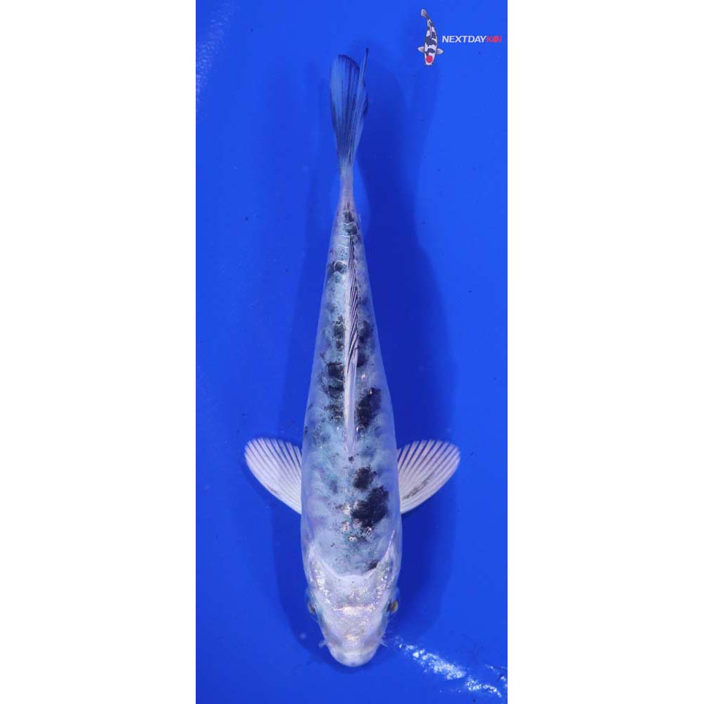 3.5” Imported Doitsu Gin Shiro Bekko
