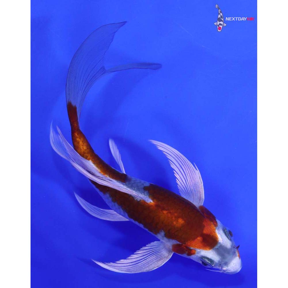 6.5” Imported Kujaku Butterfly Koi