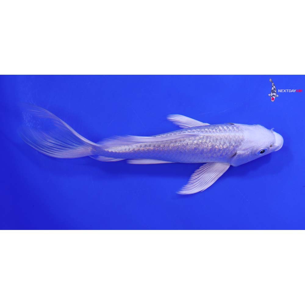 6.5” Imported Gin Rin Platinum Ogon Butterfly Koi