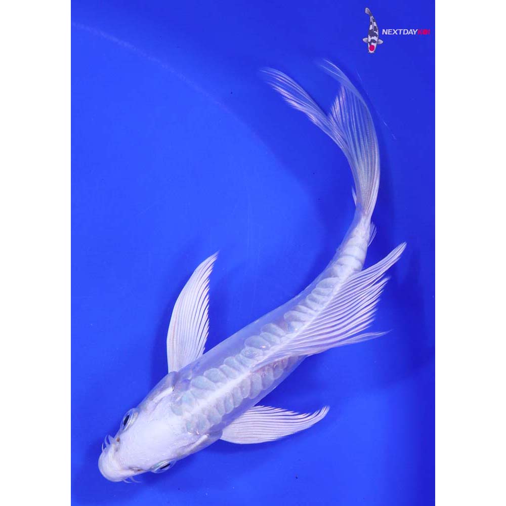 6” Imported Doitsu Platinum Ogon Butterfly Koi