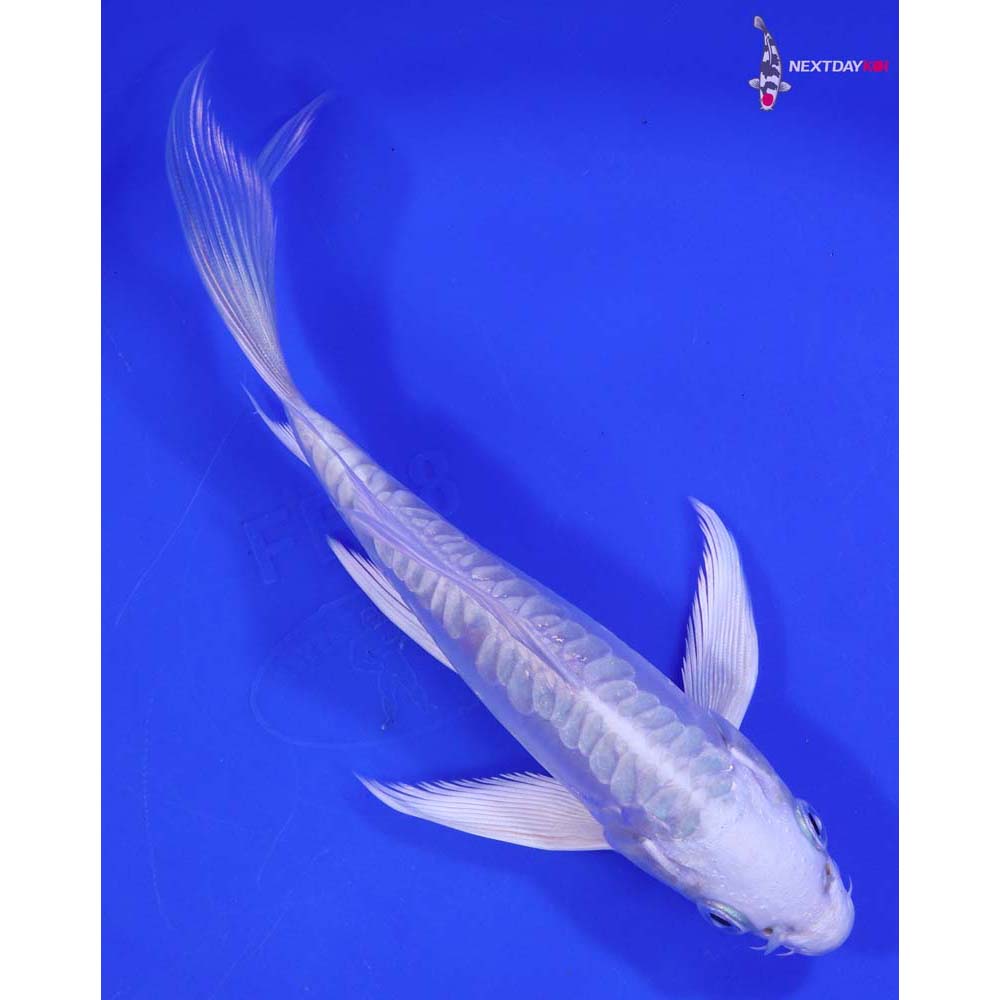 6” Imported Doitsu Platinum Ogon Butterfly Koi