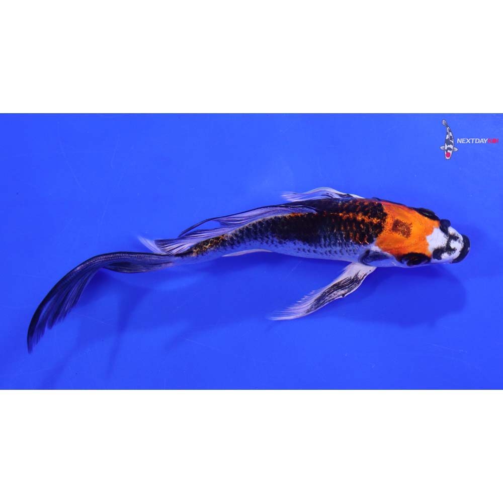 6” Imported Kujaku Butterfly Koi