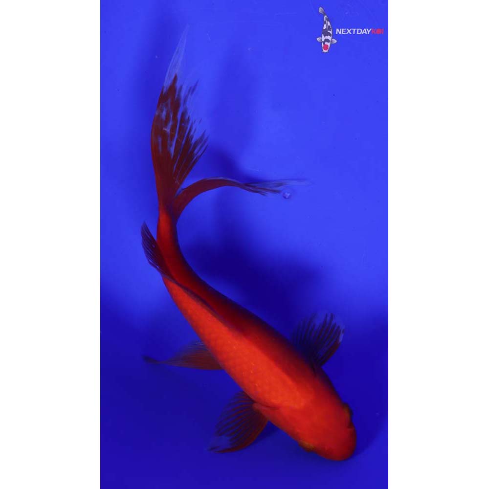 10” Imported Red Comet