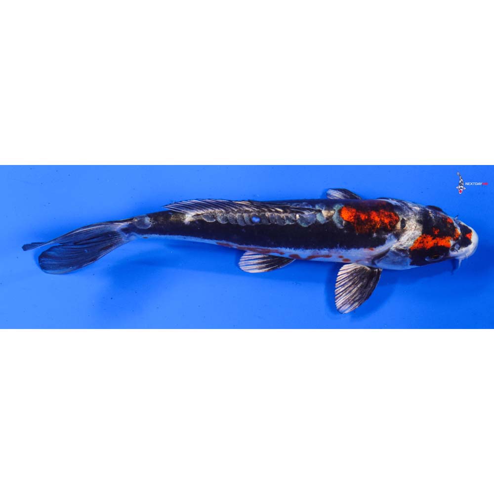 7” Imported Kin Kikokuryu