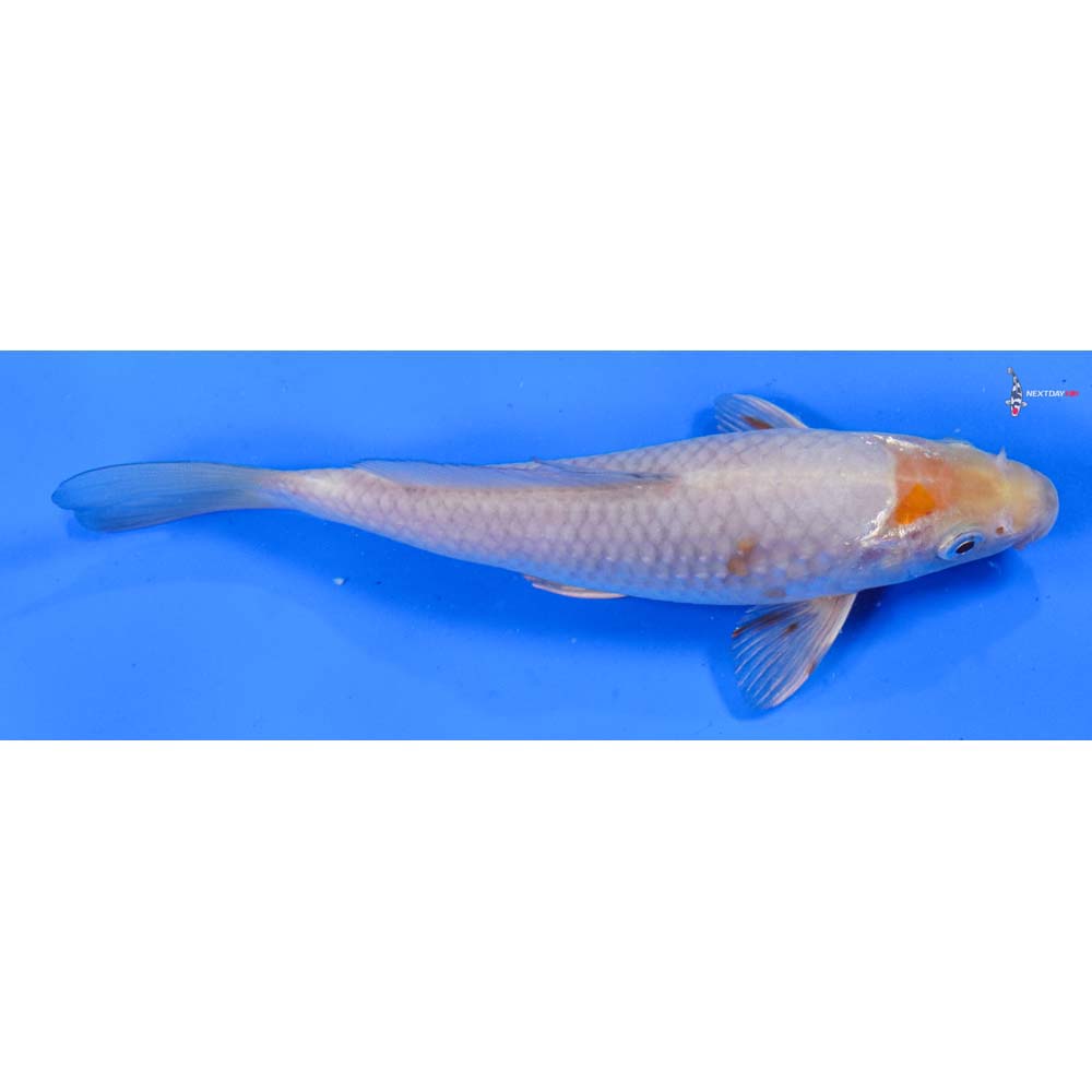 7” Imported Ochiba Shigure
