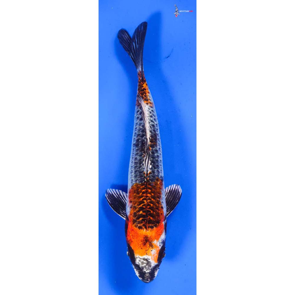 6” Imported Kujaku