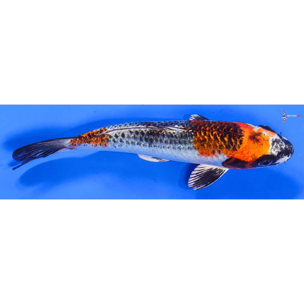 6” Imported Kujaku