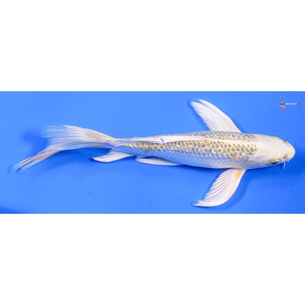 8” Imported Gin Rin Kujaku Butterfly Koi
