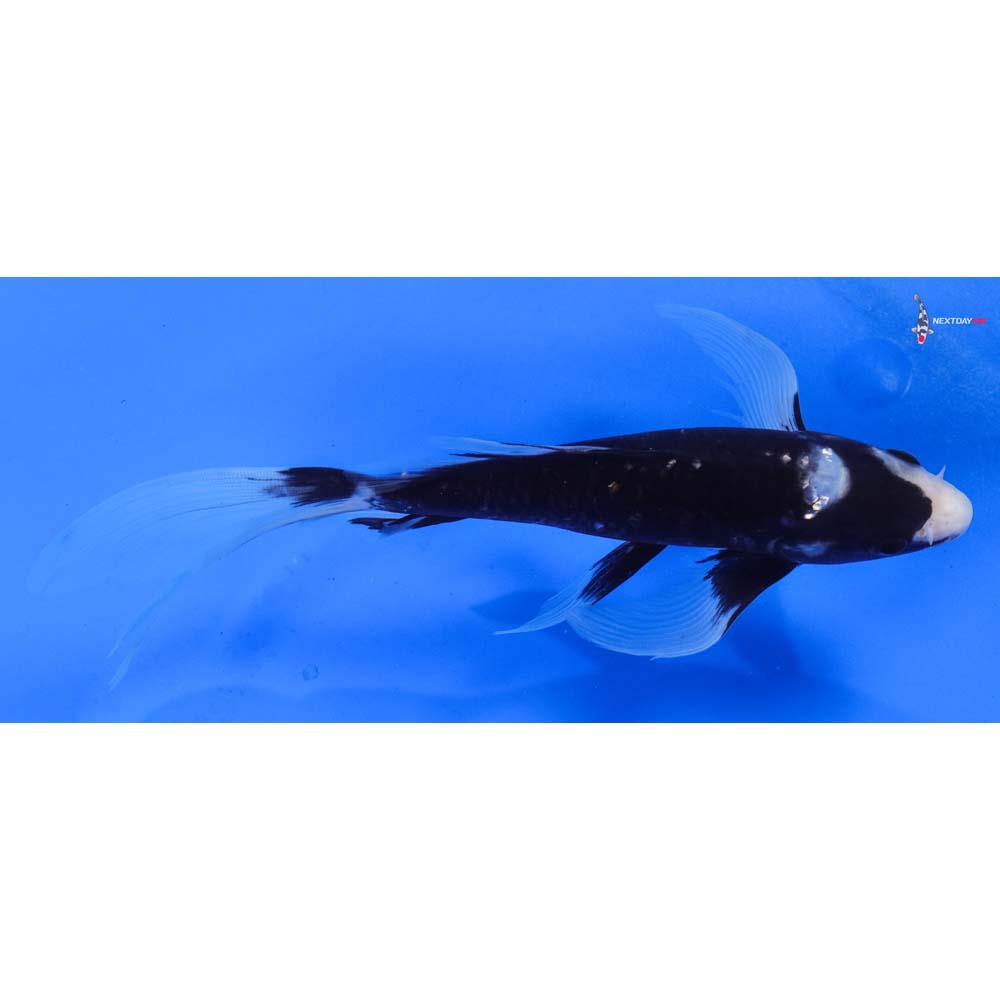 8” Imported Kumonryu Butterfly Koi
