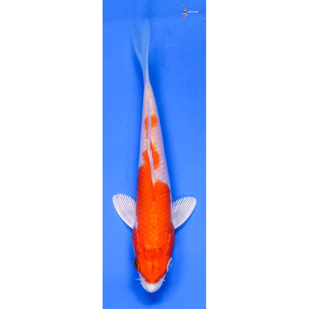 5.5” Imported Hariwake