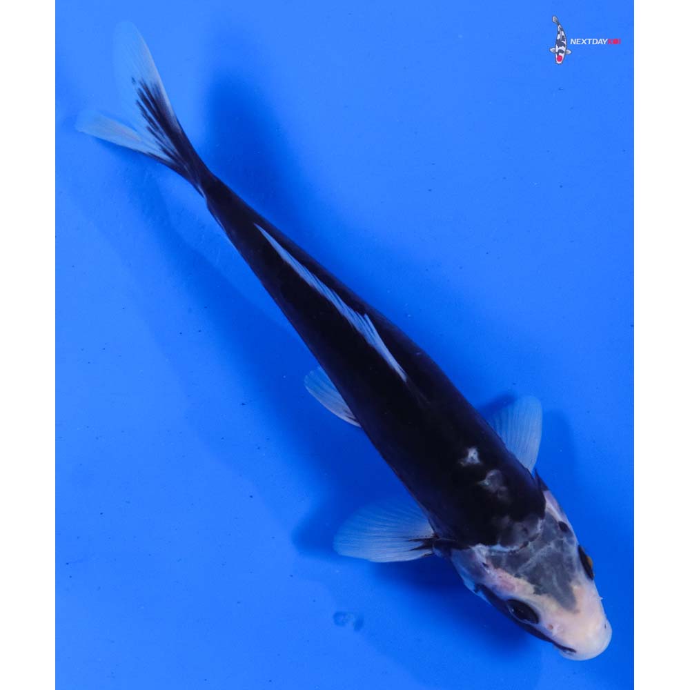 8” Imported Kumonryu