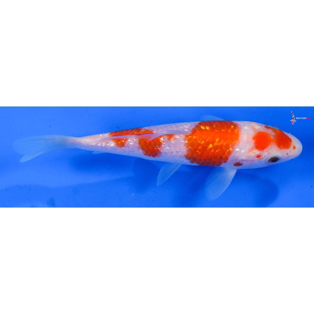5.5” Imported Gin Rin Kohaku