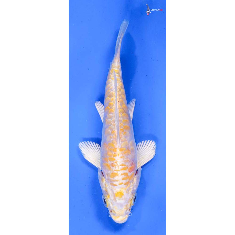 5” Imported Doitsu Lemon Hariwake
