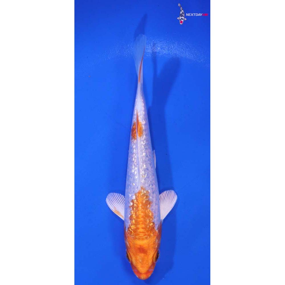 5” Imported Gin Rin Hariwake
