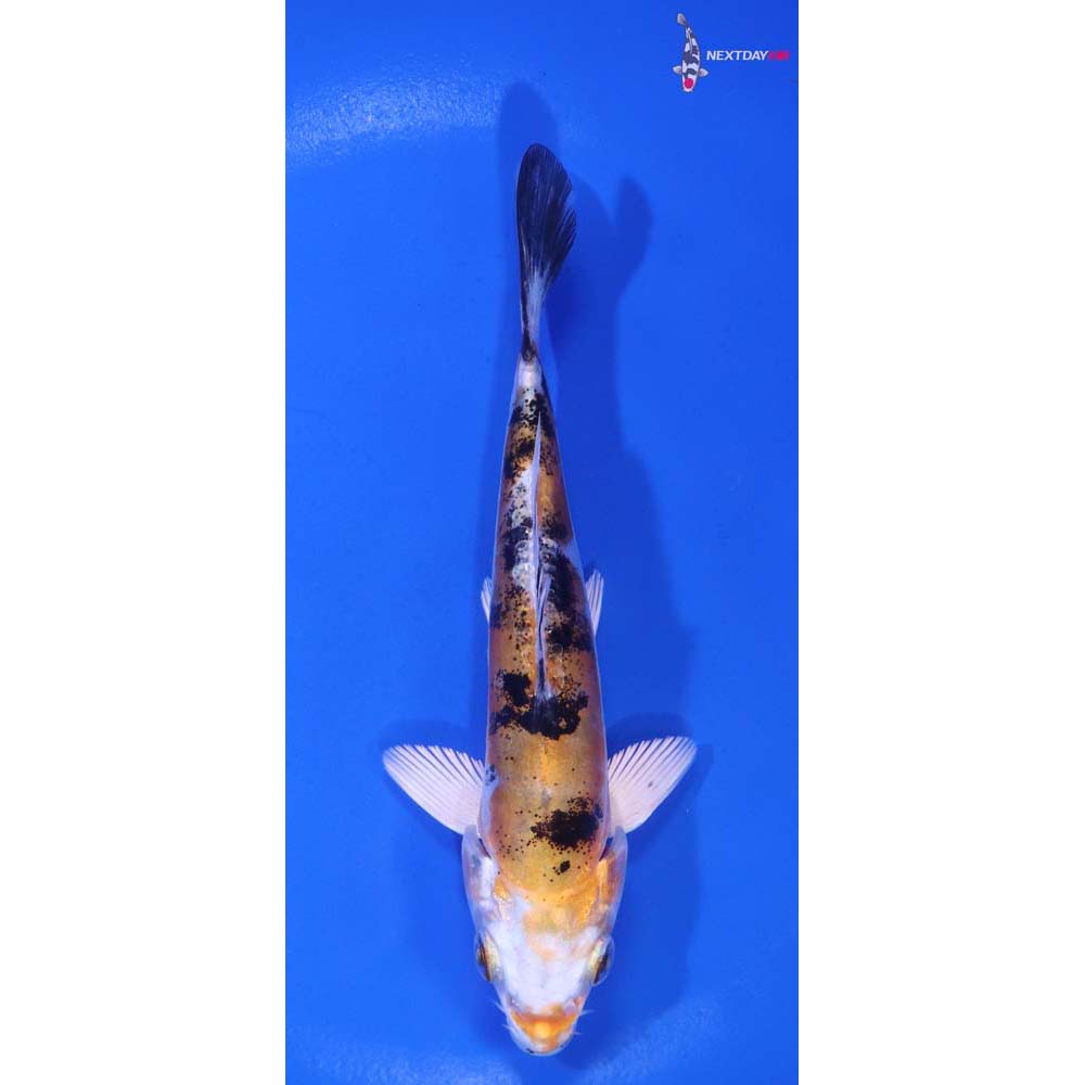 5” Imported Heisei Nishiki