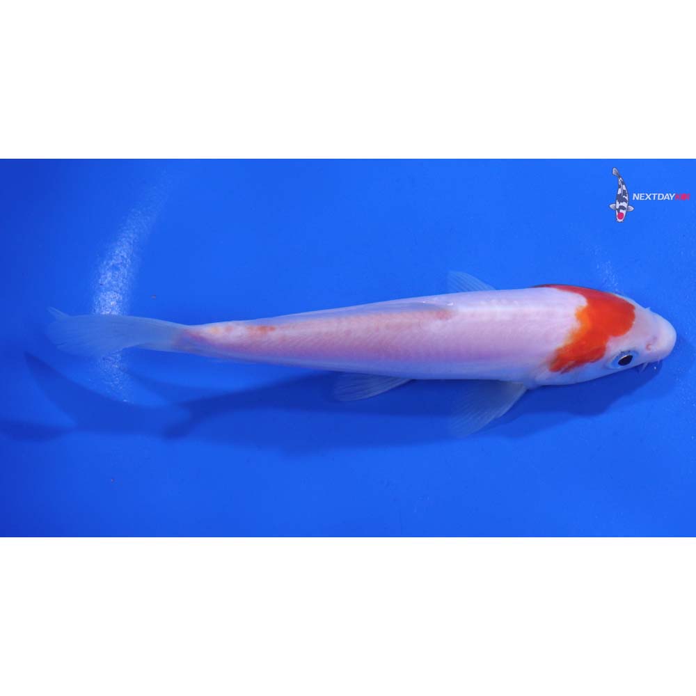 5.5” Imported Kohaku