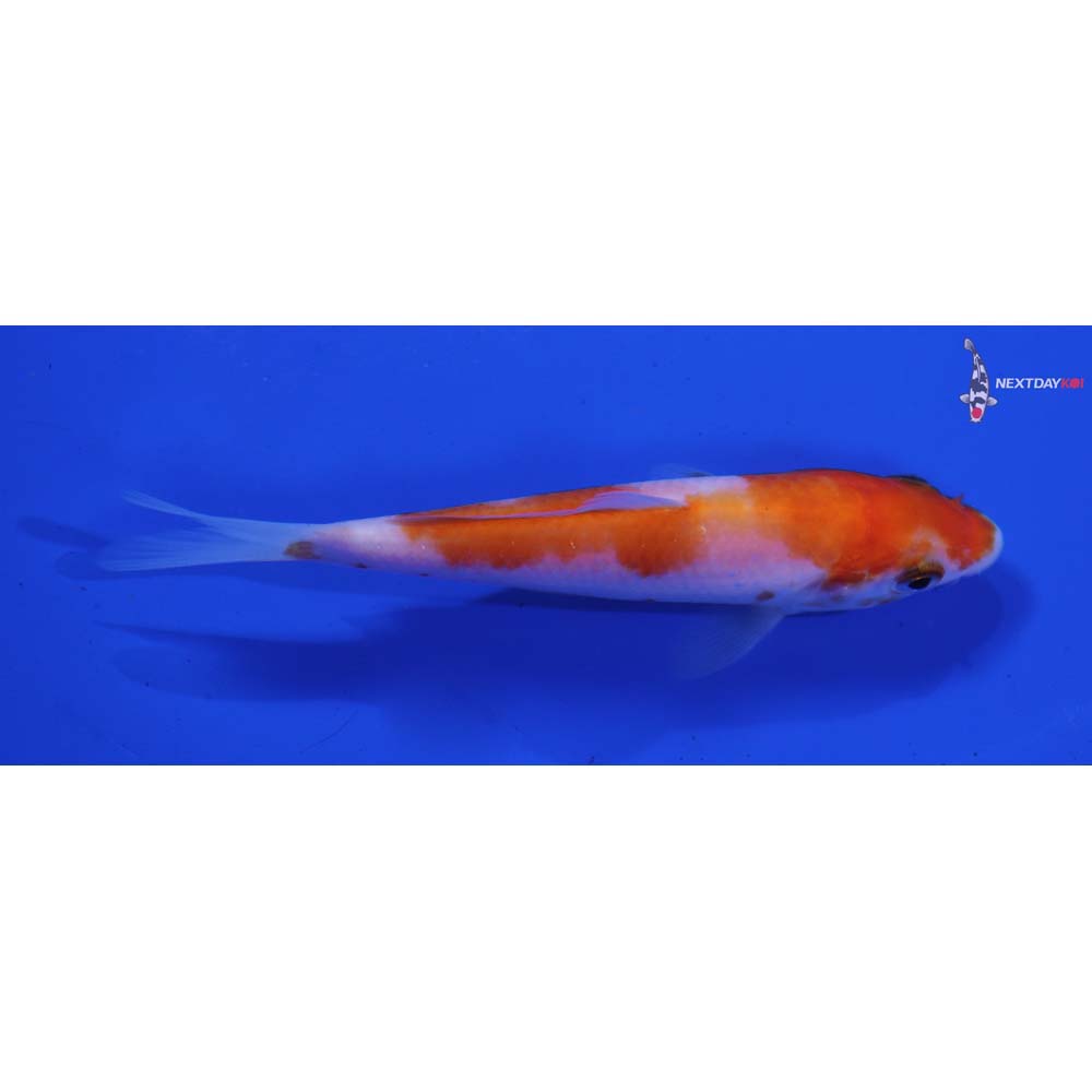 4” Imported Kohaku